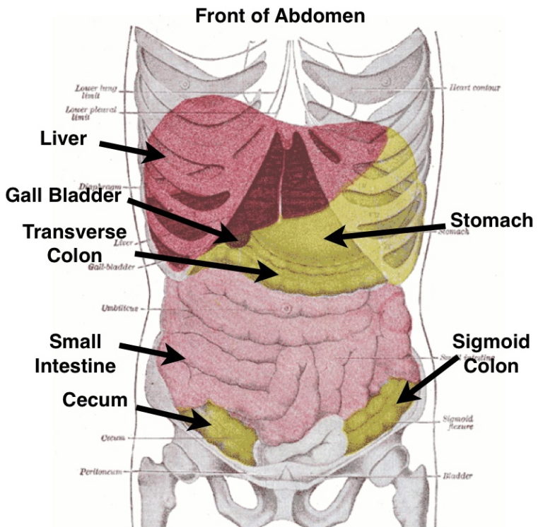 Caring For Your Ribcage And Abdomen Sharing The Health