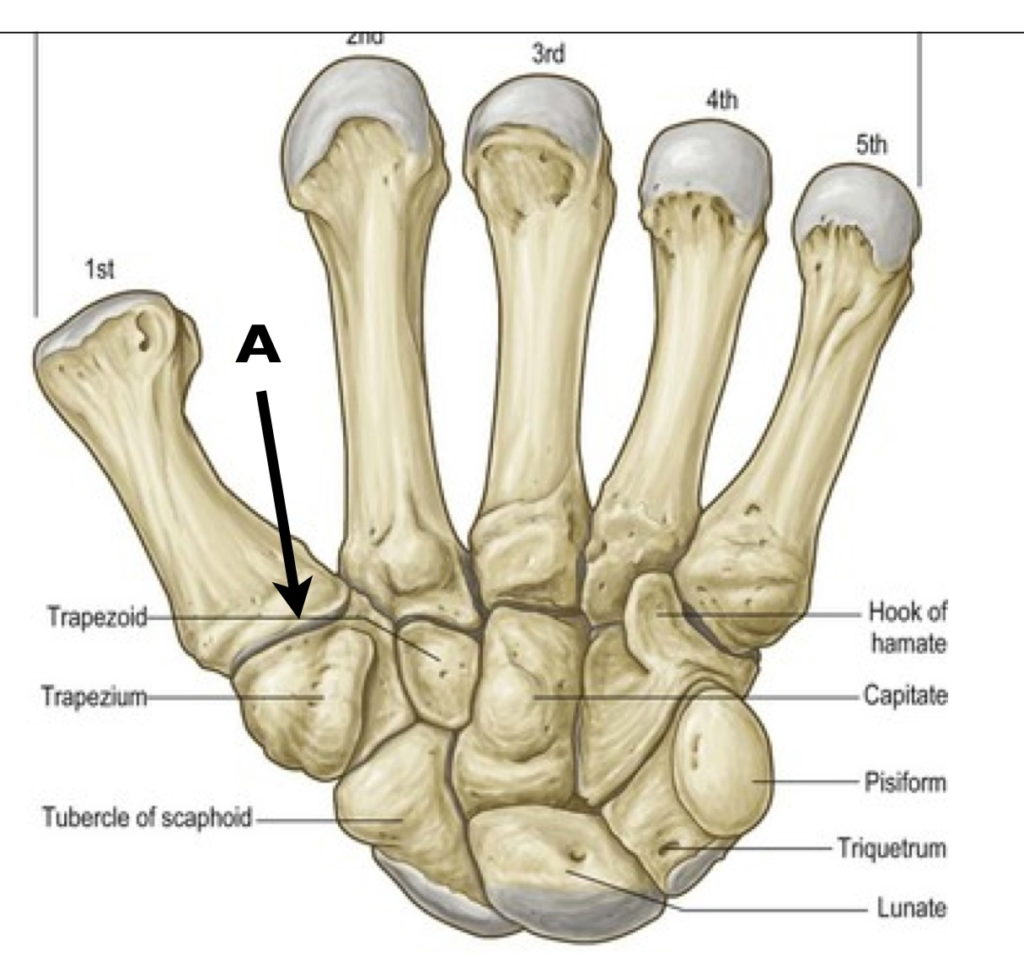 Joints Of Thumb Diagram