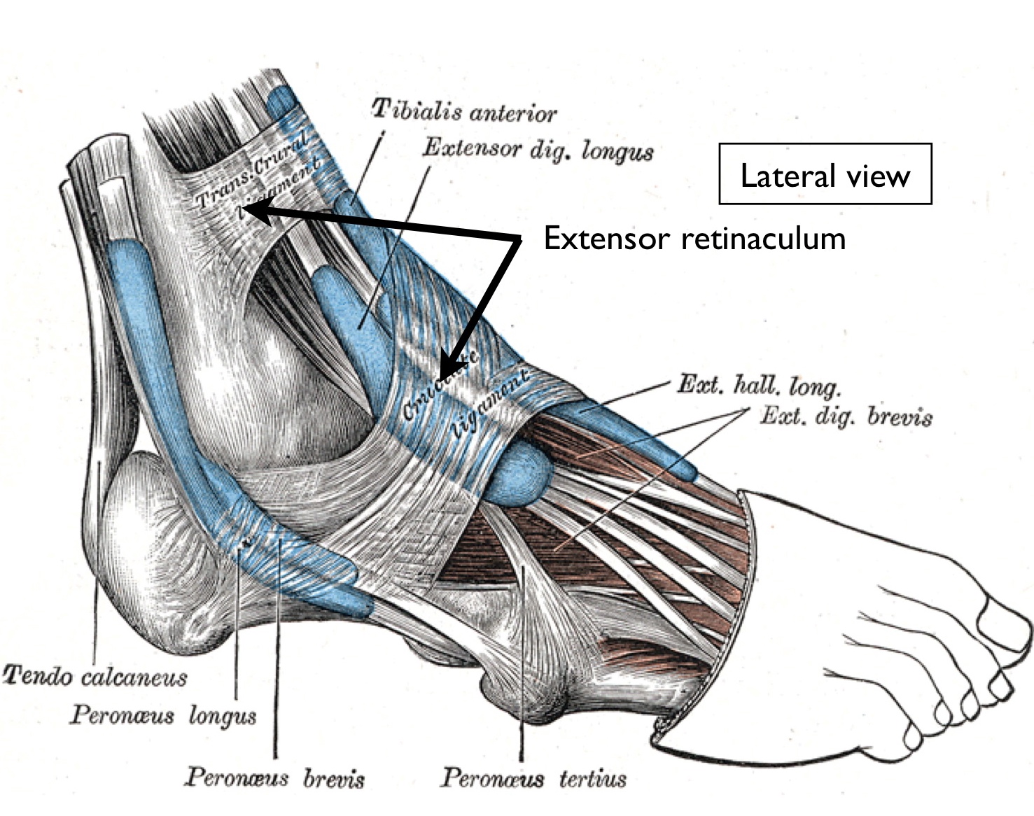 Ankle and Foot pain – Sharing The Health